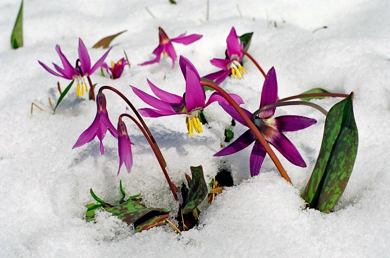 Кандык Сибирский. Кандык Сибирский подснежники. Кандык Сибирский ( Erythronium sibiricum).. Первоцветы Кандык. Самые первые цветы после зимы