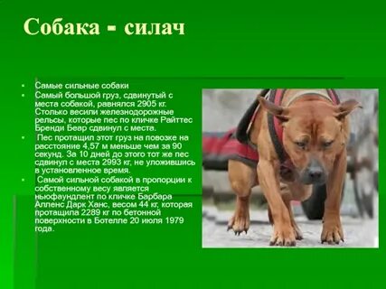 Презентация собака 2 класс