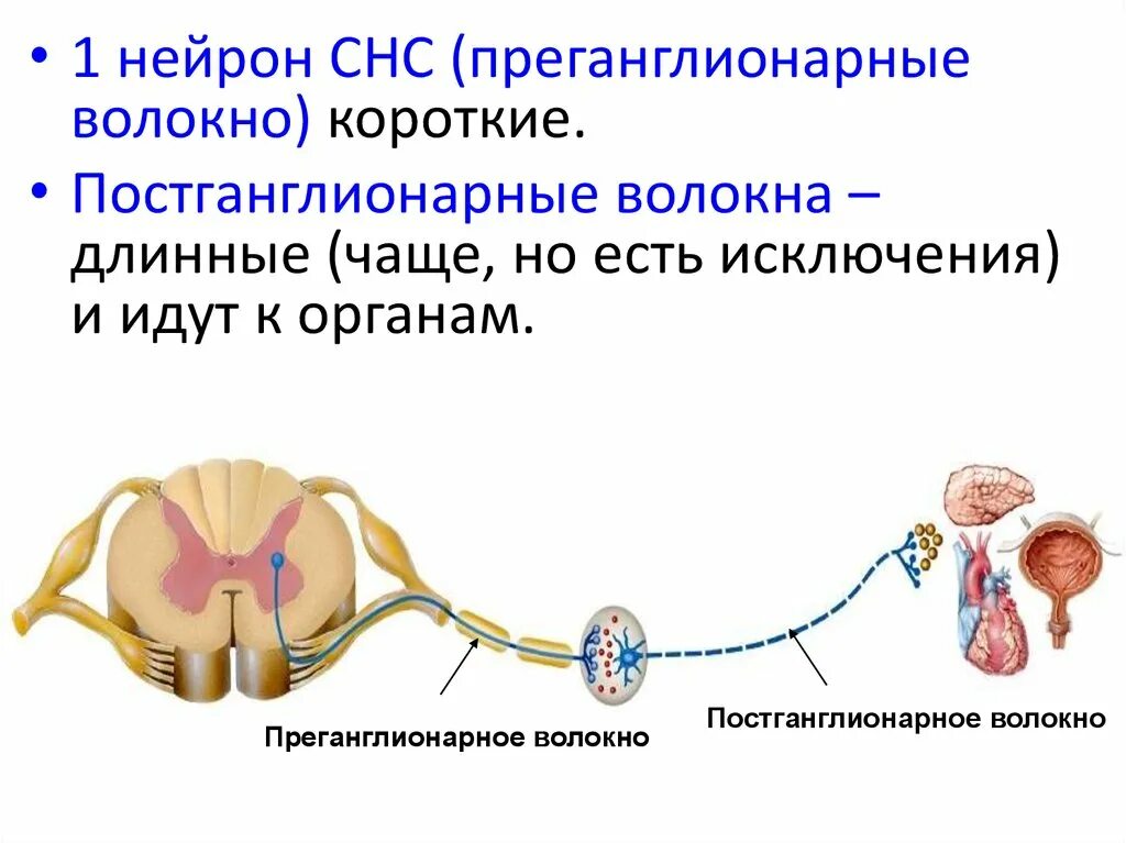 Соматическая и вегетативная НС. Преганглионарные и постганглионарные волокна. Соматическая нервная система. Соматическая и вегетативная нервная система. Соматический и вегетативный автономный отдел