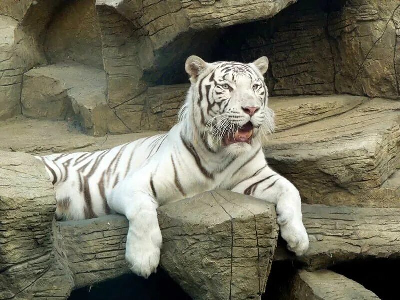 Белый тигр обитает. Белый тигр обитает. Амурский тигр альбинос. Белый тигр обитает. Вымершие тигры.