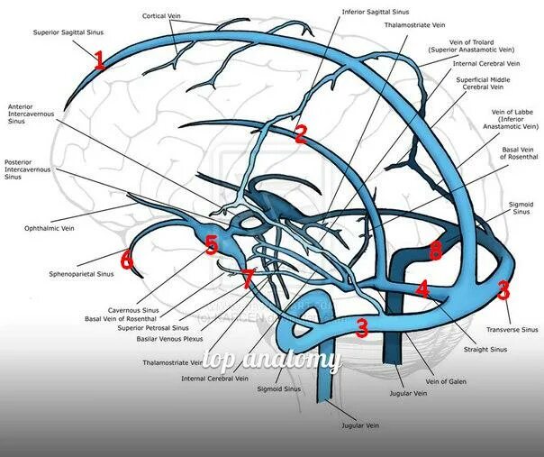 Вены головного мозга. Синусы твердой мозговой оболочки схема. Сосуды соединяющие синусы твердой мозговой оболочки. Верхний Сагиттальный венозный синус. Отток крови из Нижнего сагиттального синуса.