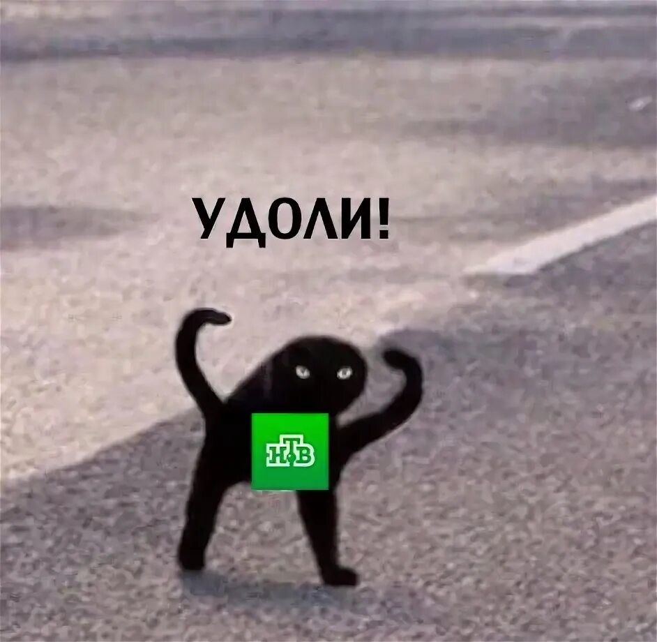 Удоли мемы. Слыш удоли. Удоли прикол. Политическая тварь. Удоли усманов.