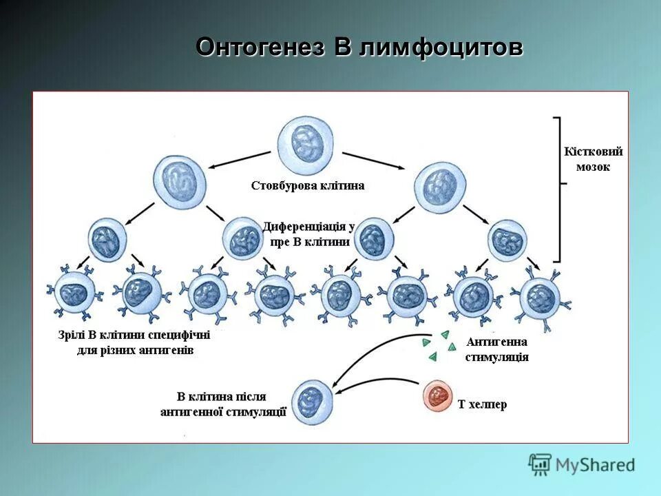 онтогенез иммунной системы человека. онтогенез иммунной системы человека. онтогенез иммунной системы человека. внутриутробный период развития иммунной системы. онтогенез иммунной системы человека.