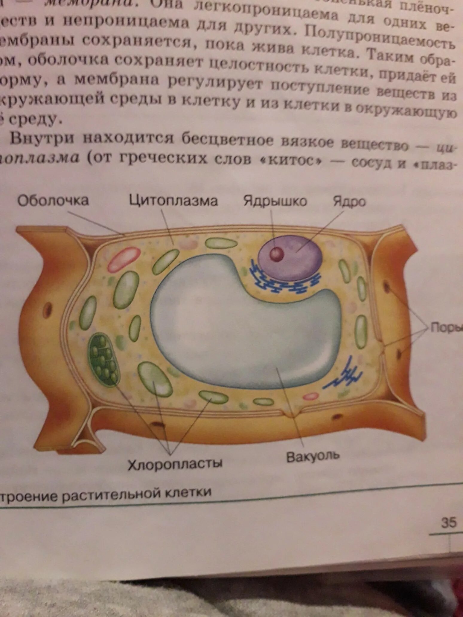Под оболочкой находится бесцветное вязкое вещество
