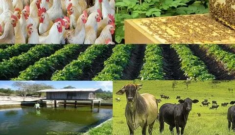 Best farming