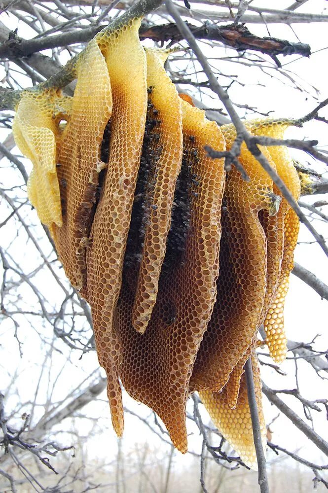 Beehive on the tree Wild honey harvesting - YouTube