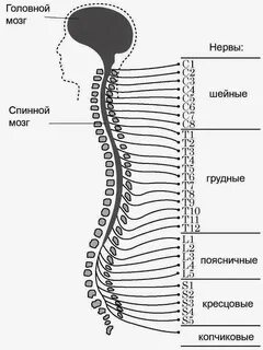 Спинномозговые нервы какой отдел нервной системы