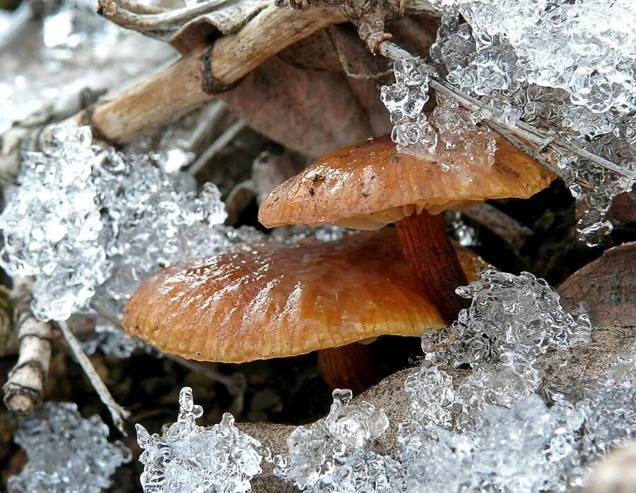 Первый гриб. Ранние весенние грибы. Весенние грибы в лесу. Ранние грибы весной. Грибы растущие весной.