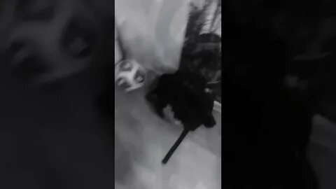 Смог сбежать