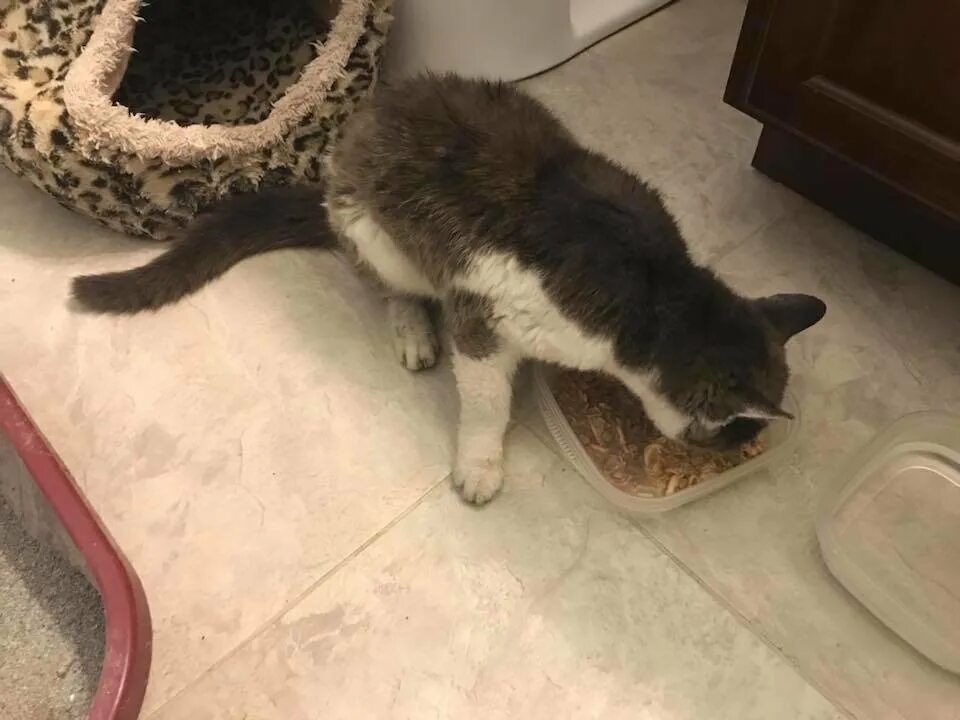 кошка сама пришла в дом. кошка на даче. кошка спит на крылечке. кот на даче картинки. смешные киски.