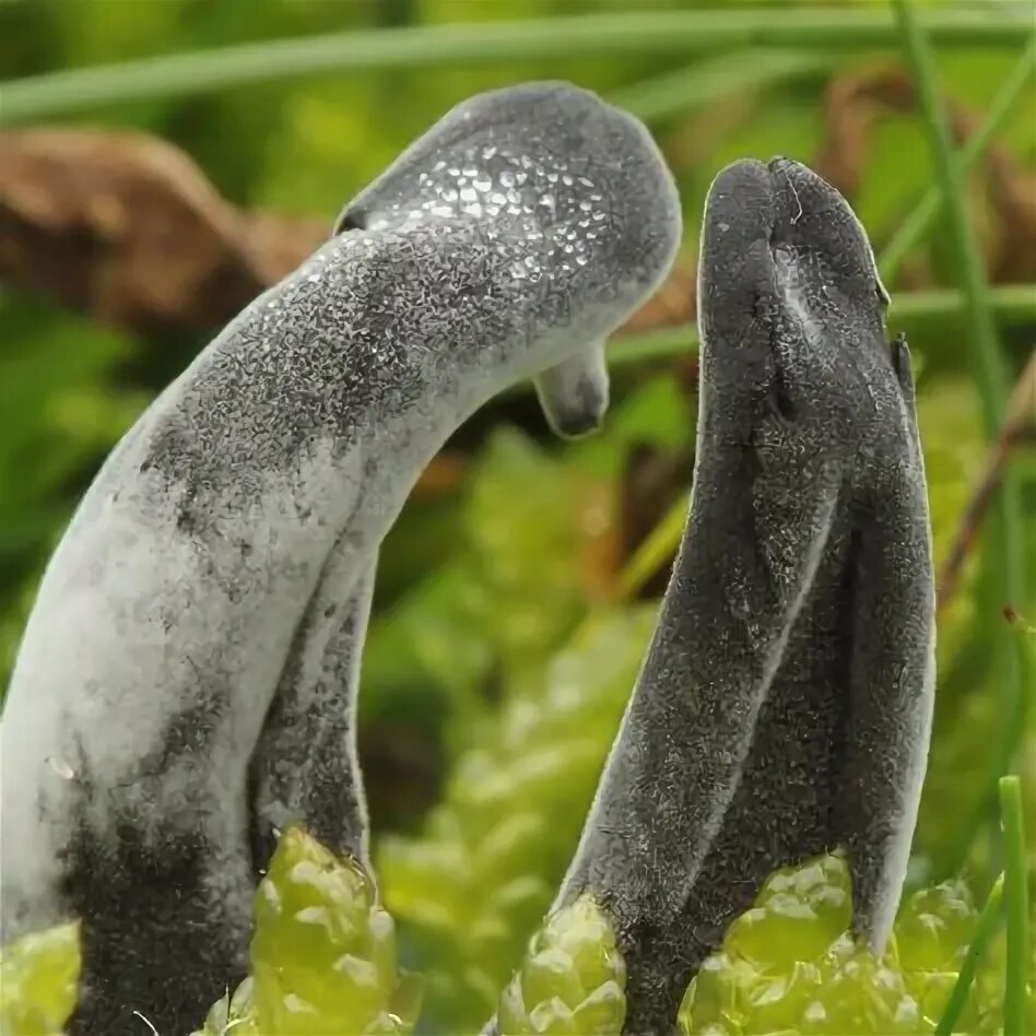 Геоглоссум сфагнолюбивый. Geoglossum pecianum. Геоглоссум гриб. Geoglossum nigritum. Земляной язык.