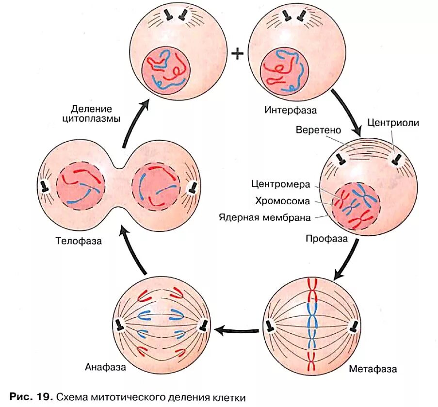 Что дает деление клетки. Схема митотического деления клетки. Этапы деления клетки митоз. Фазы митотического деления клетки. Схема стадий митотического деления клетки.