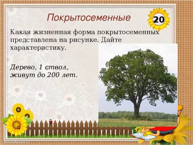 Биология 7 класс контрольная работа покрытосеменные растения. Кроссворд Покрытосеменные растения. Покрытосеменные растения кроссворд с ответами. Кроссворд на тему Покрытосеменные растения. Кроссворд Покрытосеменные растения 5 класс.