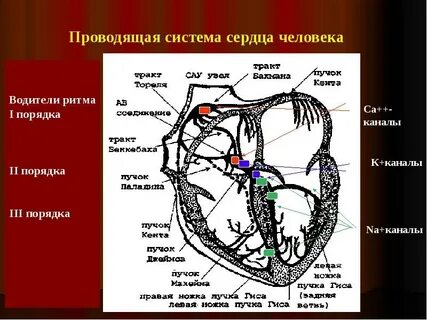Клетки проводящей системы