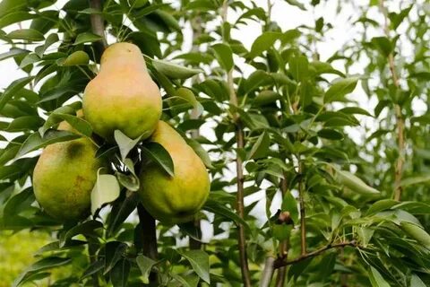 Лесная красавица груша отзывы садоводов описание