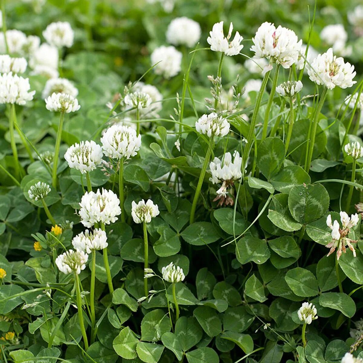 Семена клевера белого ползучего. Клевер ползучий (Trifolium repens). Клевер белый ползучий. Клевер ползучий белый Нанук. Клевер ползучий (Trifolium repens l.).