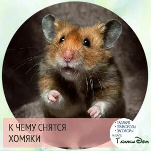 Хомяк во сне для женщины