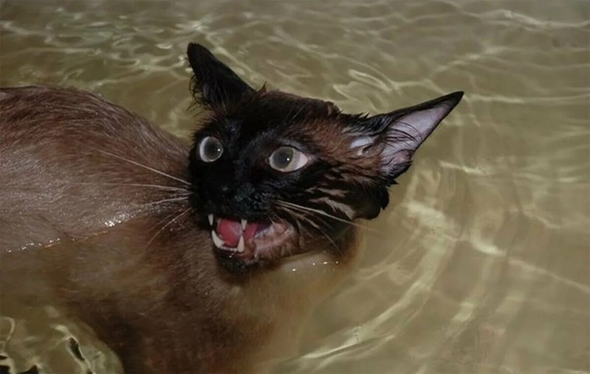 Мокрая кошка. Котенок купается. Мокрые сиамские коты. Сиамская кошка купается. Кот после купания
