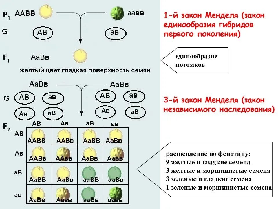 При скрещивание курицы с листовидным. 1 Закон Менделя генетика. 3 Закон Менделя схема. 1 Закон Менделя расщепление по фенотипу. Генетическая схема 3 закона Менделя.