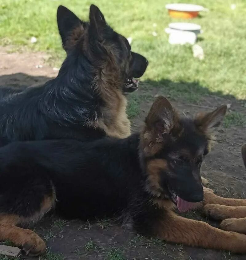 авито. щенки немецкой овчарки чебоксары. овчарка иваново. нет мест во дворе. щенок овчарки.