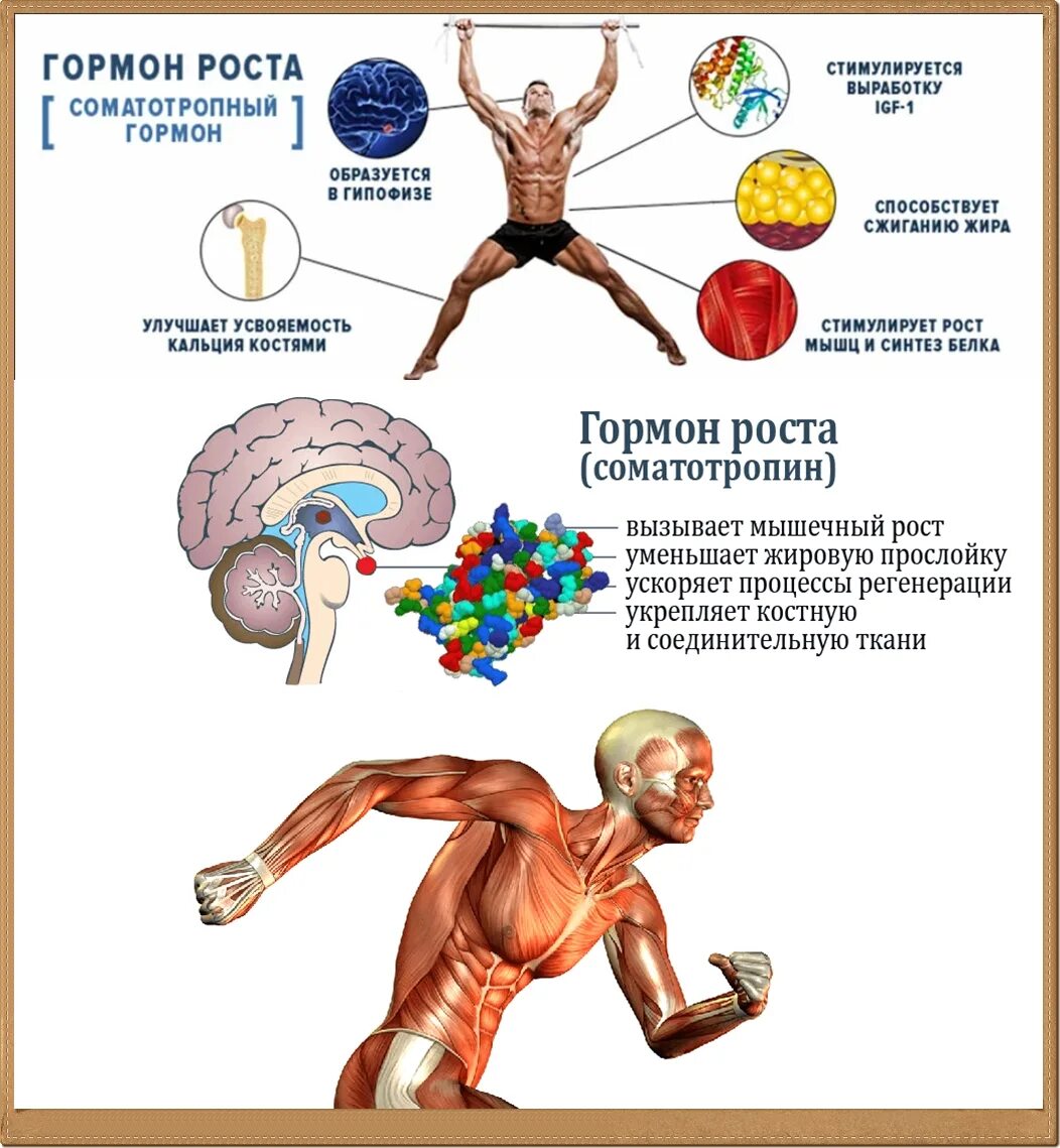 Гормон роста костей. Соматропин гормон. СТГ гормон роста. Гормон роста соматотропин образуется в. Функции гормона соматотропина.