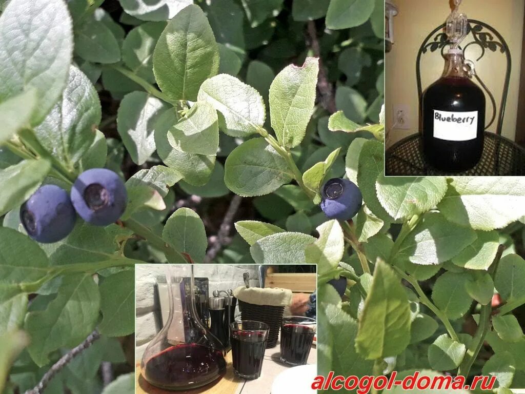 Вино из черники. Вино с черникой. Простой рецепт вина из черники. Простой рецепт вина из черники. Вино из черники.