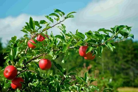 Apple farm