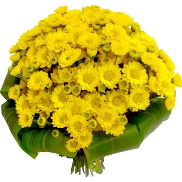 Подарить желтые хризантемы. Букет хризантем. Хризантема магнум еллоу. Подарить желтые хризантемы. 51 кустовая хризантема желтая.