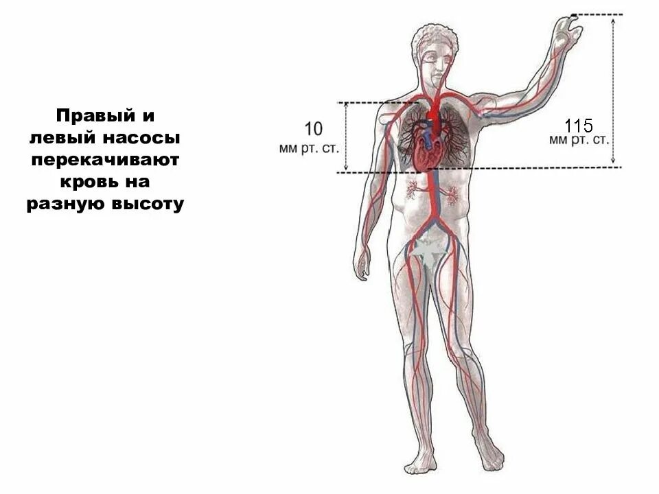 Сердце кровь сколько литров. Сердце перекачивает кровь. Правый сердечный насос перекачивает. Насос перекачивающий кровь.