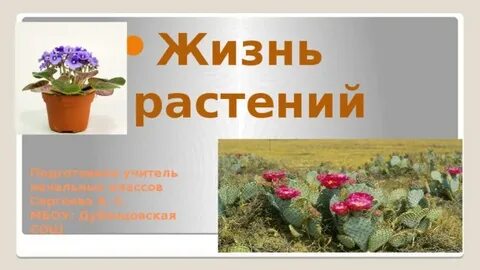 Сколько живут цветы