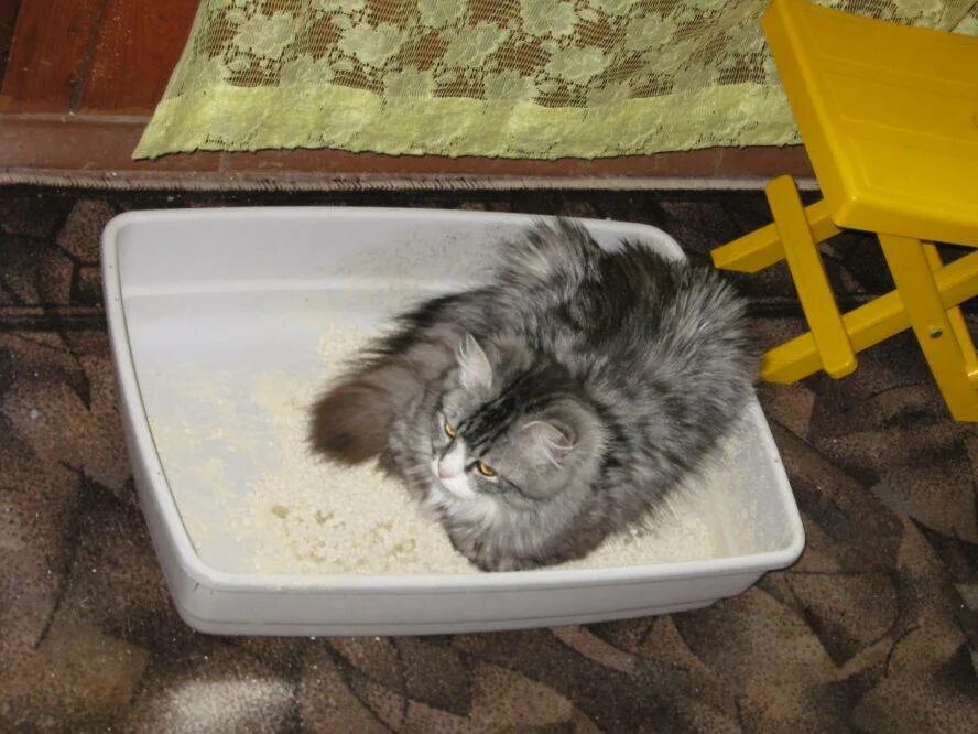 Почему кот ходит мимо. Кот спит в лотке. лоток для котят. котенок уснул в лотке с наполнителем. кот ходит в лоток.