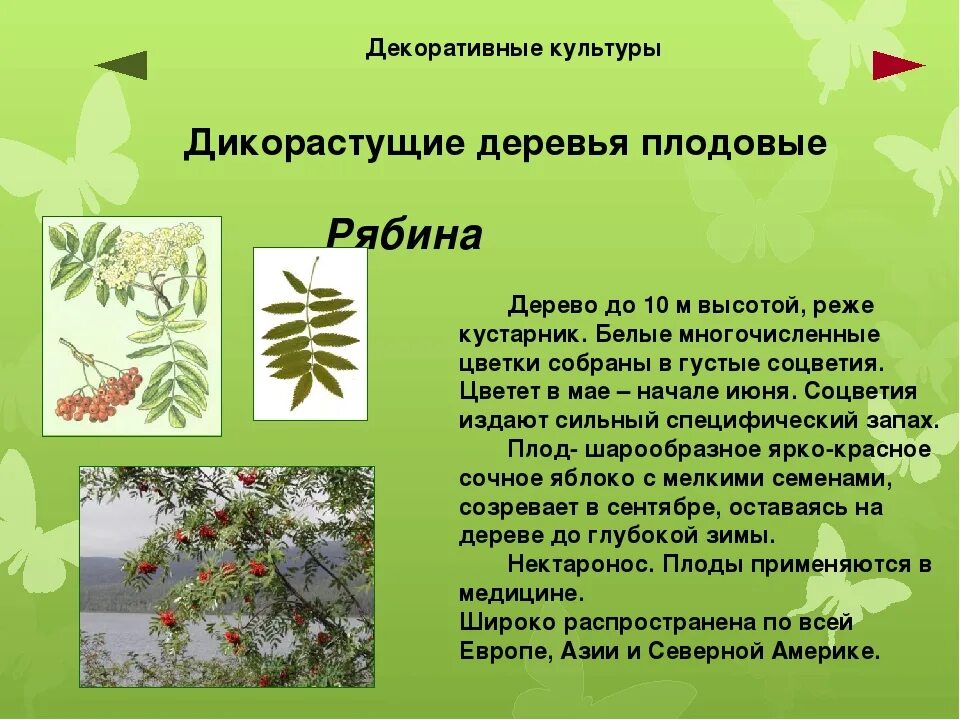 Дикорастущие деревья 2. Дикорастущие деревья. деревья дикорастущие и культурные. дикорастущие деревья названия. дикорастущие декоративные деревья.