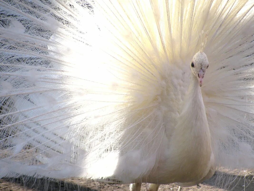 Белая пава. Павлин самка альбинос. Павлин яванский альбинос. Белая павлиниха. Белый Павлин самка.
