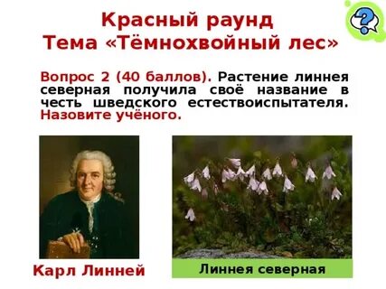 Баллами растение