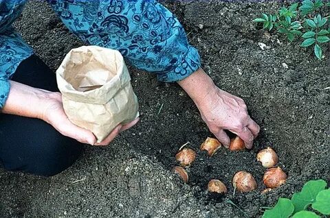 До какого числа сажают тюльпаны осенью