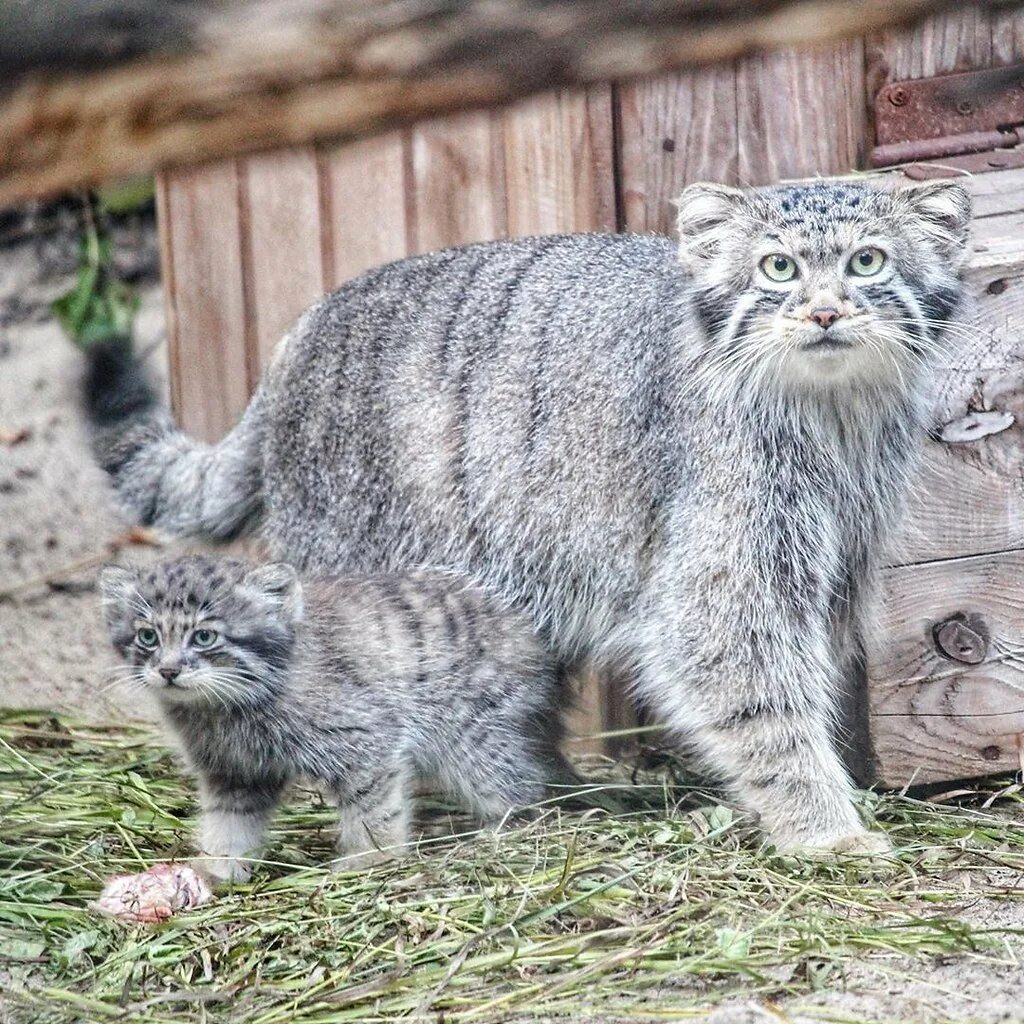 Манул Новосибирский зоопарк. Степной кот Манул. Камышовый кот Манул. Дальневосточный кот Манул. Плотность шерсти манула