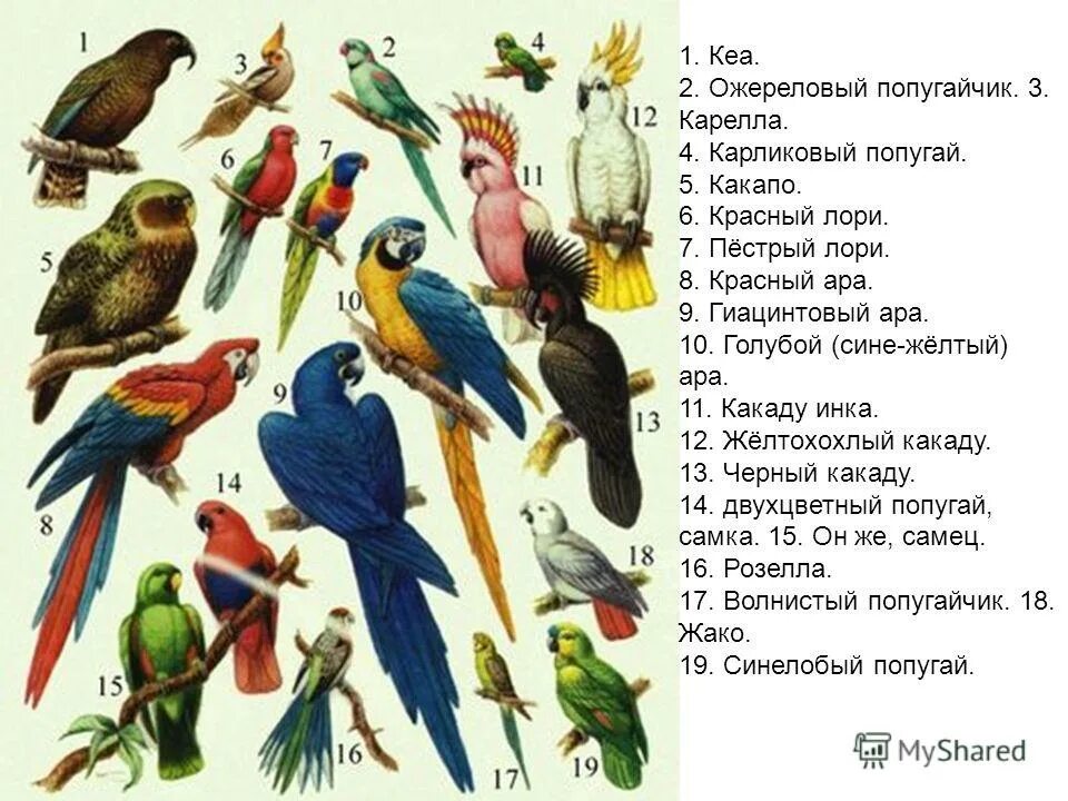 Содержание пестрый. Название попугаев. Виды попугаев таблица. Картинки попугаев с названиями. Название всех видов попугаев.