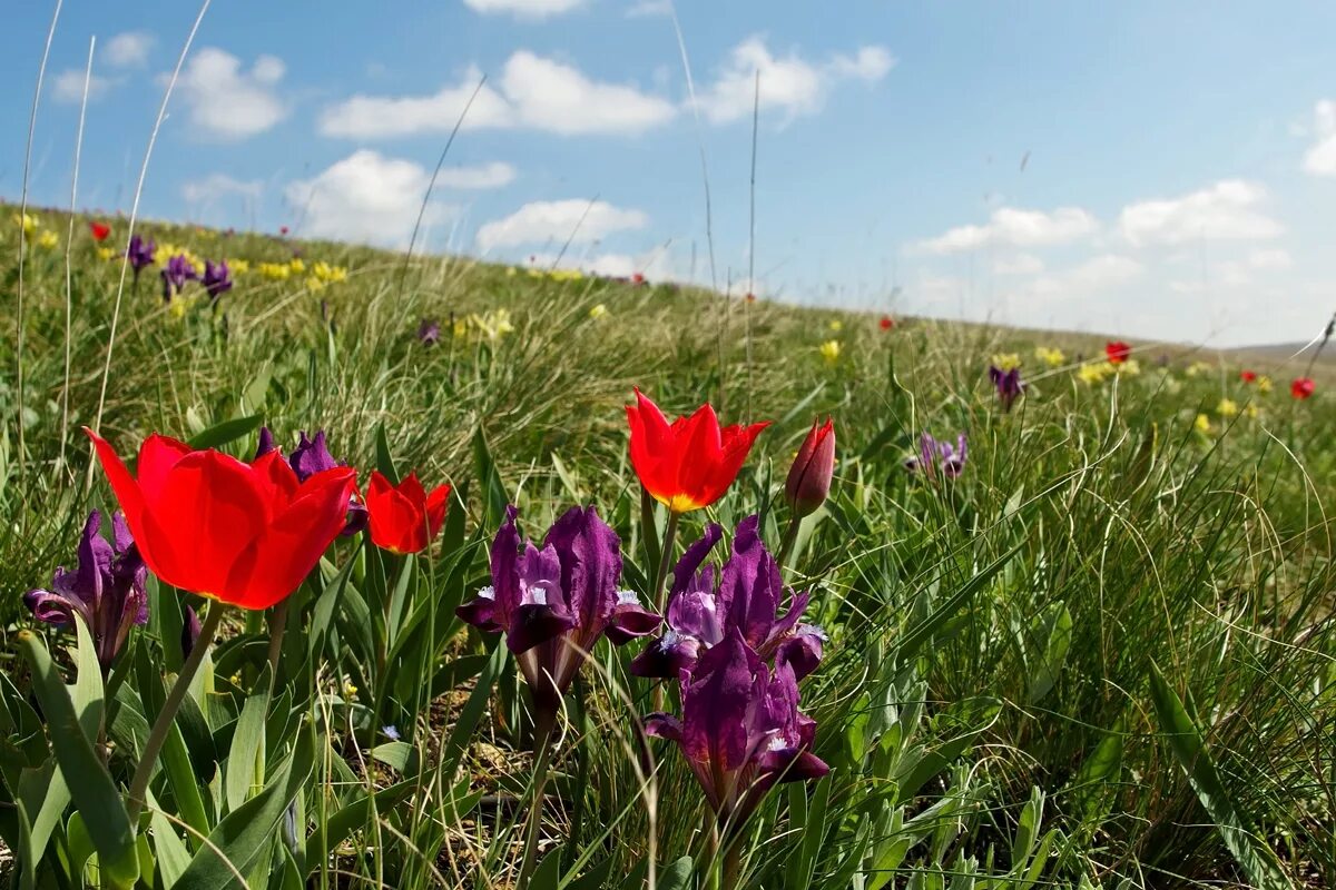 Тюльпаны и ирисы в степи. Степные тюльпаны и ирисы. Первоцветы дикие тюльпаны. Ростовский биосферный заповедник природа. Ирисы карликовые степи крыма.
