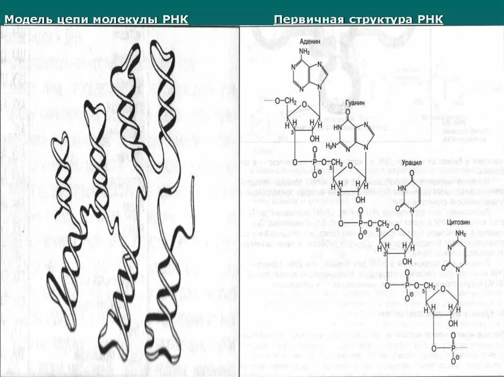 Первичная структура РНК биохимия. Первичная структура молекулы РНК. Первичная структура РНК макет. Цепочка молекулы РНК.