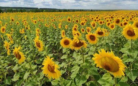 Урожайность подсолнечника 2024