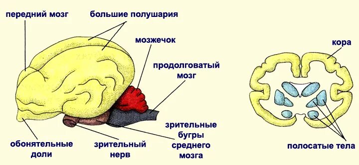Строение головного мозга млекопитающих. Строение мозга млекопитающих. внутреннее строение мозга млекопитающих. мозг свиньи строение. строение мозга млекопитающих рисунок.