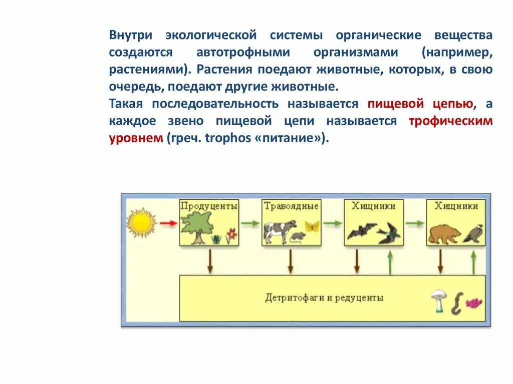 Детритофаги это в экологии. Детритофаги и редуценты разница. Детритофаги это в биологии. Экологически правильный потребитель призентация.