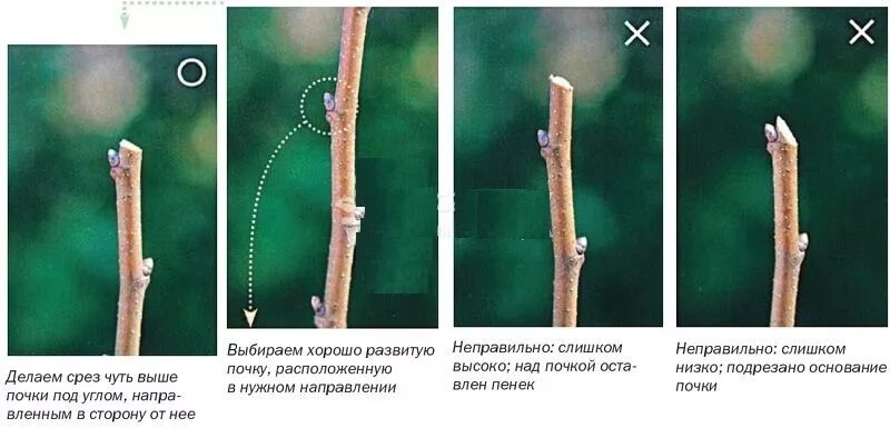 Как удалить ветку