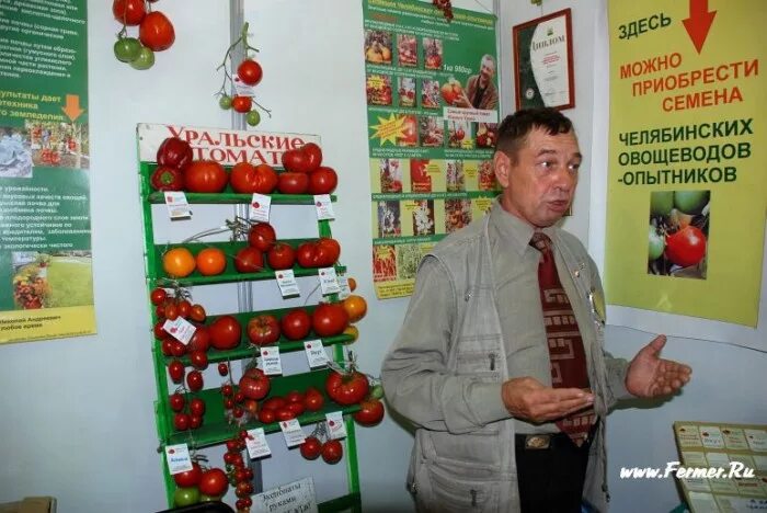 Tomato Vova Putin: charakteristika a popis odrůdy, výnos s fotografií