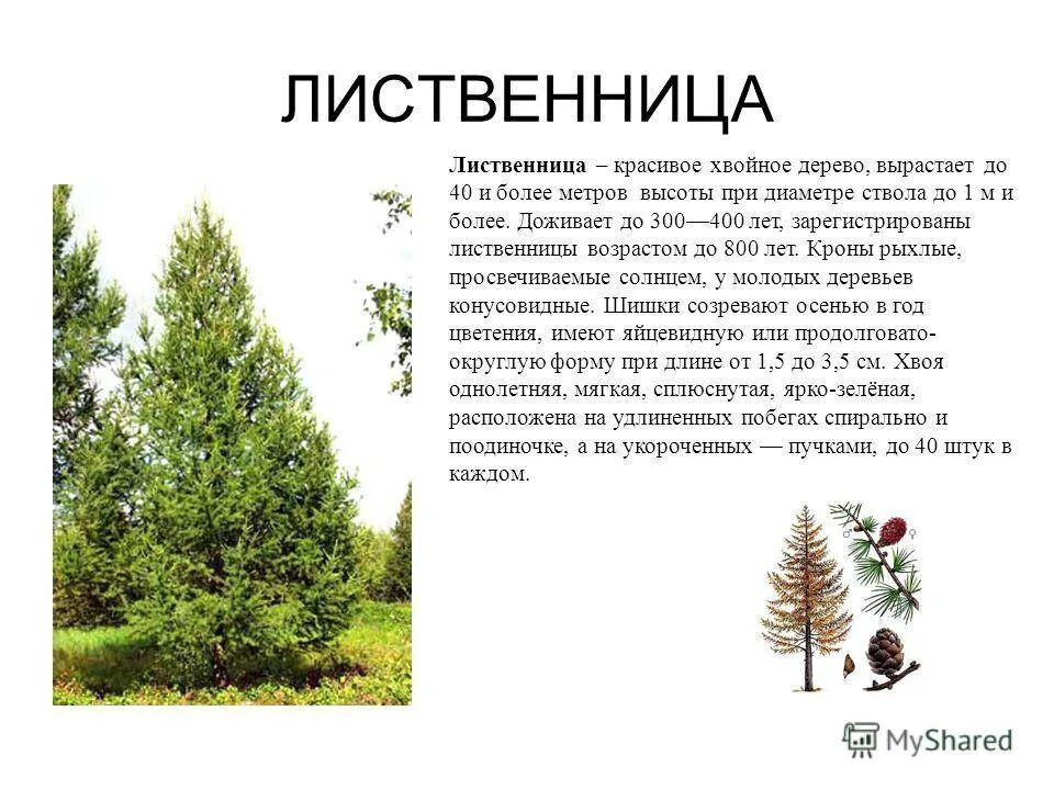 Чем лиственница отличается от хвойных деревьев. Лиственница это хвойное или лиственное дерево. хвоинки лиственницы описание. характеристика хвоинок лиственницы. особенности хвоинок лиственницы.