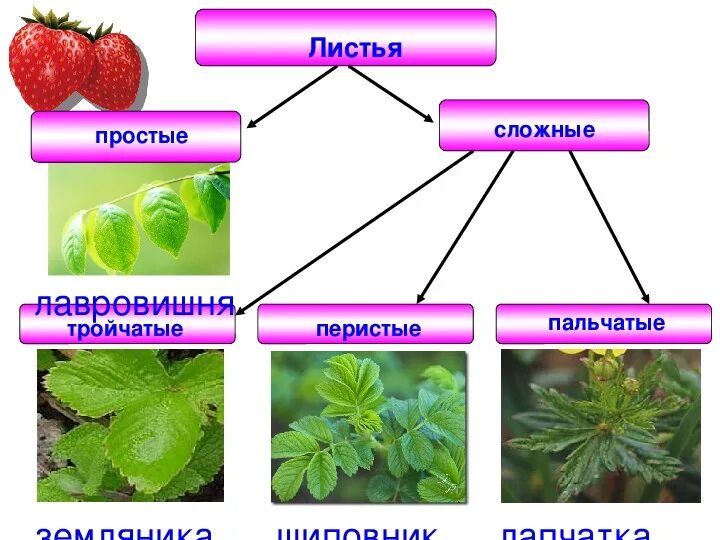 Тип листьев розоцветных. Тип листьев розоцветных