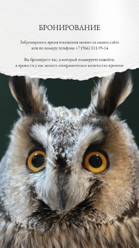 Совиный дом вднх. Совиный дом вднх