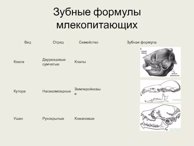 Практическая работа исследование зубной системы млекопитающих. Зубные формулы отрядов млекопитающих. Формула зубов китообразных млекопитающих. Зубная система млекопитающих таблица. Зубная формула китообразных млекопитающих.