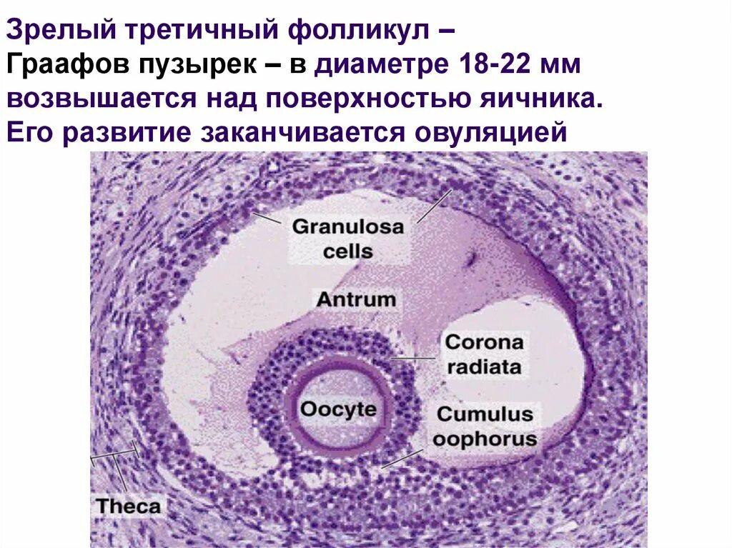 Граафов пузырек яичника. Граафов пузырек строение гистология. Граафов пузырек гистология. Граафов пузырек яичника строение. Строение граффового фалекул.