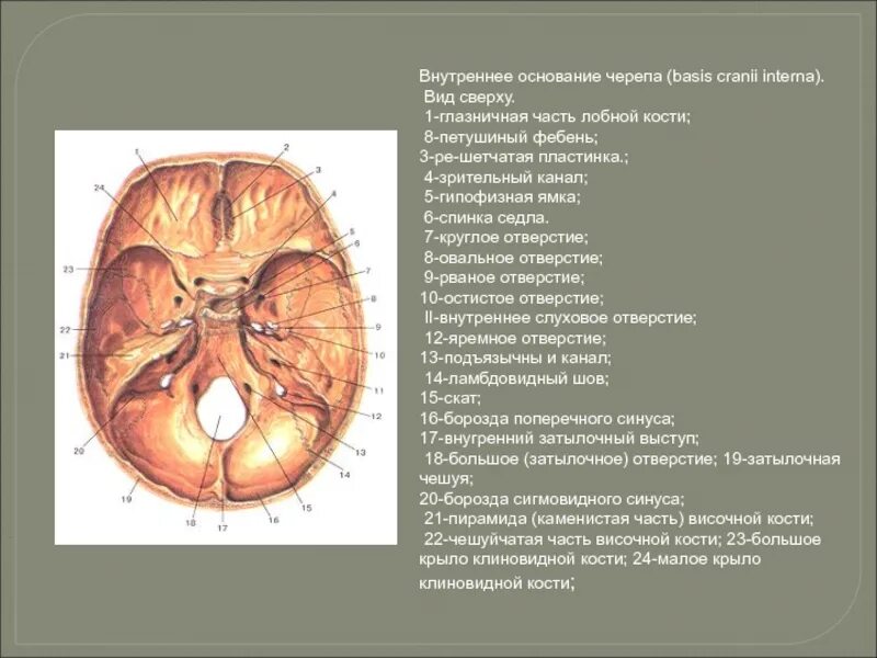 Крупные отверстия черепа. Кости черепа снизу. кости мозгового черепа и черепные ямки. костная структура основания черепа. строение черепа вид снизу.